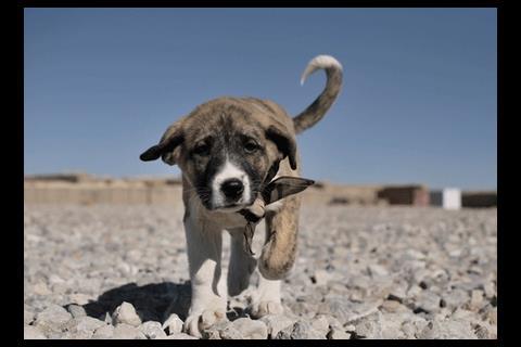 The Nowzad Dogs charity in Afghanistan